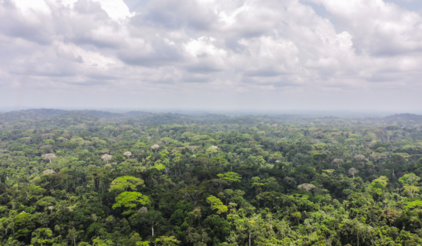 Liberian-forest-from-helicopter-flight